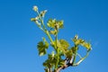 Young green grape plant shoot with leaves, buds and berry ovaries and blue sky Royalty Free Stock Photo