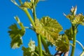 Young green grape plant shoot with leaves, buds and berry ovaries and blue sky Royalty Free Stock Photo