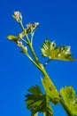 Young green grape plant shoot with leaves, buds and berry ovaries and blue sky Royalty Free Stock Photo