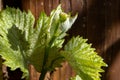 Young green grape plant shoot with leaves, buds and berry ovaries on sunny day Royalty Free Stock Photo