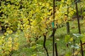 young green grape vines growing in sun on small hobby vinyard Royalty Free Stock Photo