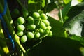 Young green grapes hang on the branches of the vine. Unripe grapes as a future crop. Plant diseases. Green grape leaves