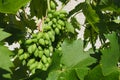 Young green grapes hang on the branches of the vine. Unripe grapes as a future crop. Plant diseases. Green grape leaves