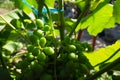 Young green grapes hang on the branches of the vine. Unripe grapes as a future crop. Plant diseases. Green grape leaves