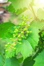Young green grapes hanging on a vine with green leaves in the sun. Close-up, green unripe berries, unripe grapes. Royalty Free Stock Photo