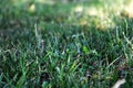 Young green grass. Dense green grass close-up landscape Royalty Free Stock Photo