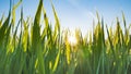 Young green grass with dew drops and cobwebs in the rays of the sun in summer at dawn Royalty Free Stock Photo