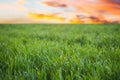 Young green grass with dew drops in field Royalty Free Stock Photo