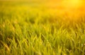 Young green grass with dew drops in field Royalty Free Stock Photo