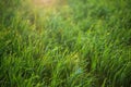 Young green grass with dew drops in field Royalty Free Stock Photo