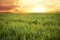 Young green grass with dew drops in field Royalty Free Stock Photo