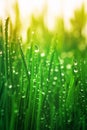 Young green grass with dew drops in morning sunny lights. Beautiful nature landscape with water droplets Royalty Free Stock Photo