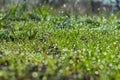 Young green grass with dew drops on spring morning. Royalty Free Stock Photo