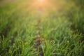 Young green grass with dew drops Royalty Free Stock Photo