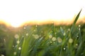 Young green grass with dew drops on spring morning Royalty Free Stock Photo