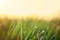 Young green grass with dew drops on spring morning Royalty Free Stock Photo