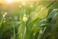 Young green grass with dew drops on spring morning, Royalty Free Stock Photo