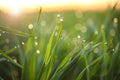 Young green grass with dew drops on spring morning Royalty Free Stock Photo