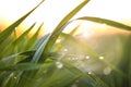 Young green grass with dew drops on spring morning Royalty Free Stock Photo