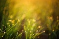 Young green grass with dew drops on spring morning Royalty Free Stock Photo
