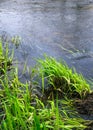 Young green grass with dried one near a creek. Small flow breaks the smooth water surface