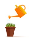 Young green grass in a flower pot in a pot is watered from a plastic watering can