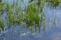 Young green grass sprouts near the shore of the pond Royalty Free Stock Photo