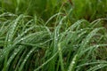 green grass leaves in morning dew or wet from water raindrops