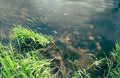 Young green grass near a creek with some amount of pebbles on its bottom. Small flow breaks the smooth water surface