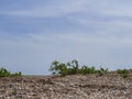 Young green grass shoots make their way through the thickness of the seashell and stretch to the blue sky with light barely Royalty Free Stock Photo