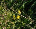 Young  green grass and small yellow flowers at the observation point of Mitzpe Benaya in northern Israel Royalty Free Stock Photo