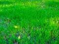 Young green grass on the soil, grown after the first autumn rains Royalty Free Stock Photo