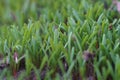 Young green grass. Spring is coming