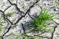 Young green grass sprouts on dry cracked soil. Revival of life in the spring concept Royalty Free Stock Photo