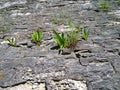 Young green grass sprouts sprouting through the cracks in the old ancient stone wall. Growing plant. Concept of New life, start up Royalty Free Stock Photo
