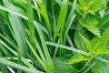 Young green grass, untrimmed lawn. Close up Royalty Free Stock Photo