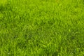 Young green grass of the untrimmed lawn. Natural background. Photo in perspective Royalty Free Stock Photo
