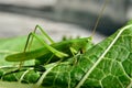 Young, green grasshopper eats the leaves in the garden Royalty Free Stock Photo