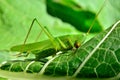 Young, green grasshopper eats the leaves in the garden Royalty Free Stock Photo