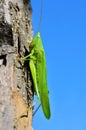 Young, green grasshopper eats the leaves in the garden Royalty Free Stock Photo