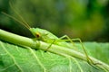 Young, green grasshopper eats the leaves in the garden Royalty Free Stock Photo