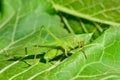 Young, green grasshopper eats the leaves in the garden Royalty Free Stock Photo