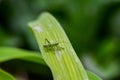 Young green grasshopper in green grass leaf Royalty Free Stock Photo