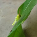 Young Green Grasshopper Royalty Free Stock Photo