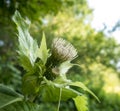 Young green greater burdock flower