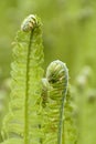 Young Green Growing Leaves of Forest Fern. Blurred Background Royalty Free Stock Photo