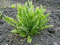 Young green growing ornamental poppy Bush Royalty Free Stock Photo