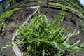 Young green growing ornamental poppy Bush Royalty Free Stock Photo