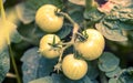 Young green growing tomatoes on stem Royalty Free Stock Photo