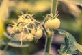 Young green growing tomatoes on stem Royalty Free Stock Photo